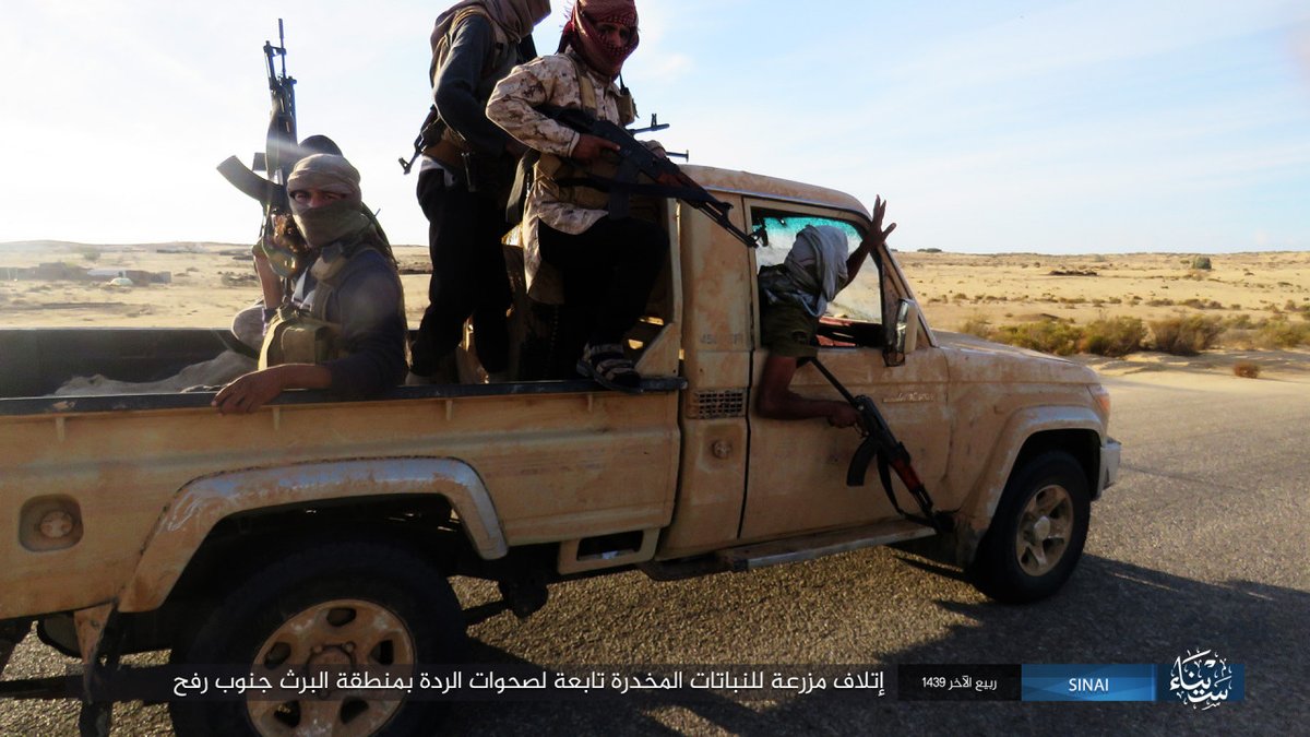 ISIS-Veröffentlichungs-Fotobericht zeigt die Zerstörung von Drogenfeldern, die zu \Sahawat\  (Bezug auf Beduinen) in der Region al-Barth südlich von Rafah, Norden Sinai gehören. Teil der fortgesetzten Bemühungen zeigt ihre \Führung\ -Seite in der Region.