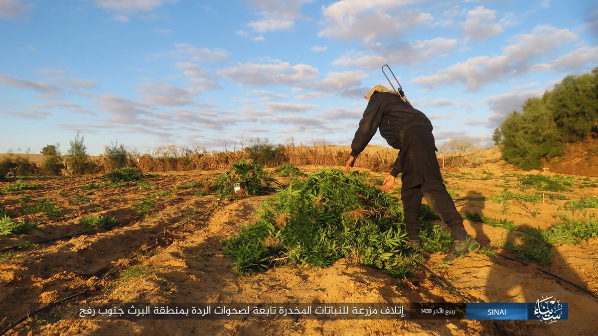 ISIS-Veröffentlichungs-Fotobericht zeigt die Zerstörung von Drogenfeldern, die zu \Sahawat\  (Bezug auf Beduinen) in der Region al-Barth südlich von Rafah, Norden Sinai gehören. Teil der fortgesetzten Bemühungen zeigt ihre \Führung\ -Seite in der Region.