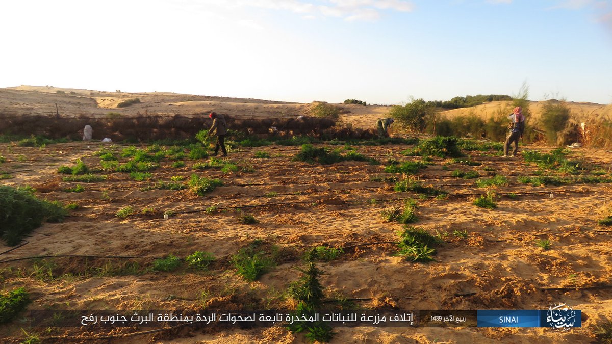 ISIS-Veröffentlichungs-Fotobericht zeigt die Zerstörung von Drogenfeldern, die zu \Sahawat\  (Bezug auf Beduinen) in der Region al-Barth südlich von Rafah, Norden Sinai gehören. Teil der fortgesetzten Bemühungen zeigt ihre \Führung\ -Seite in der Region.